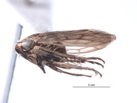 Exitianus apophysisiosus image