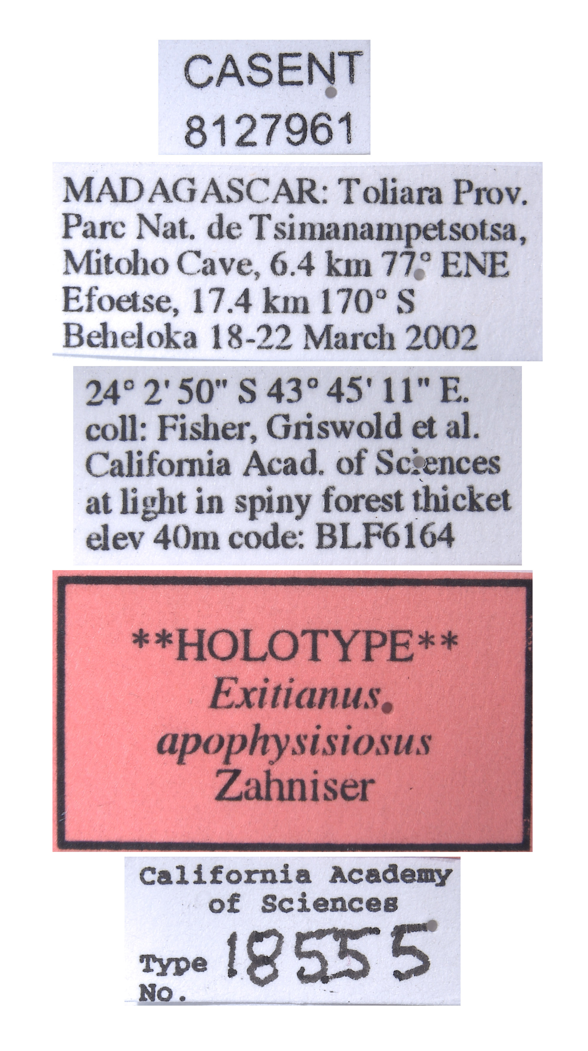 Exitianus apophysisiosus image