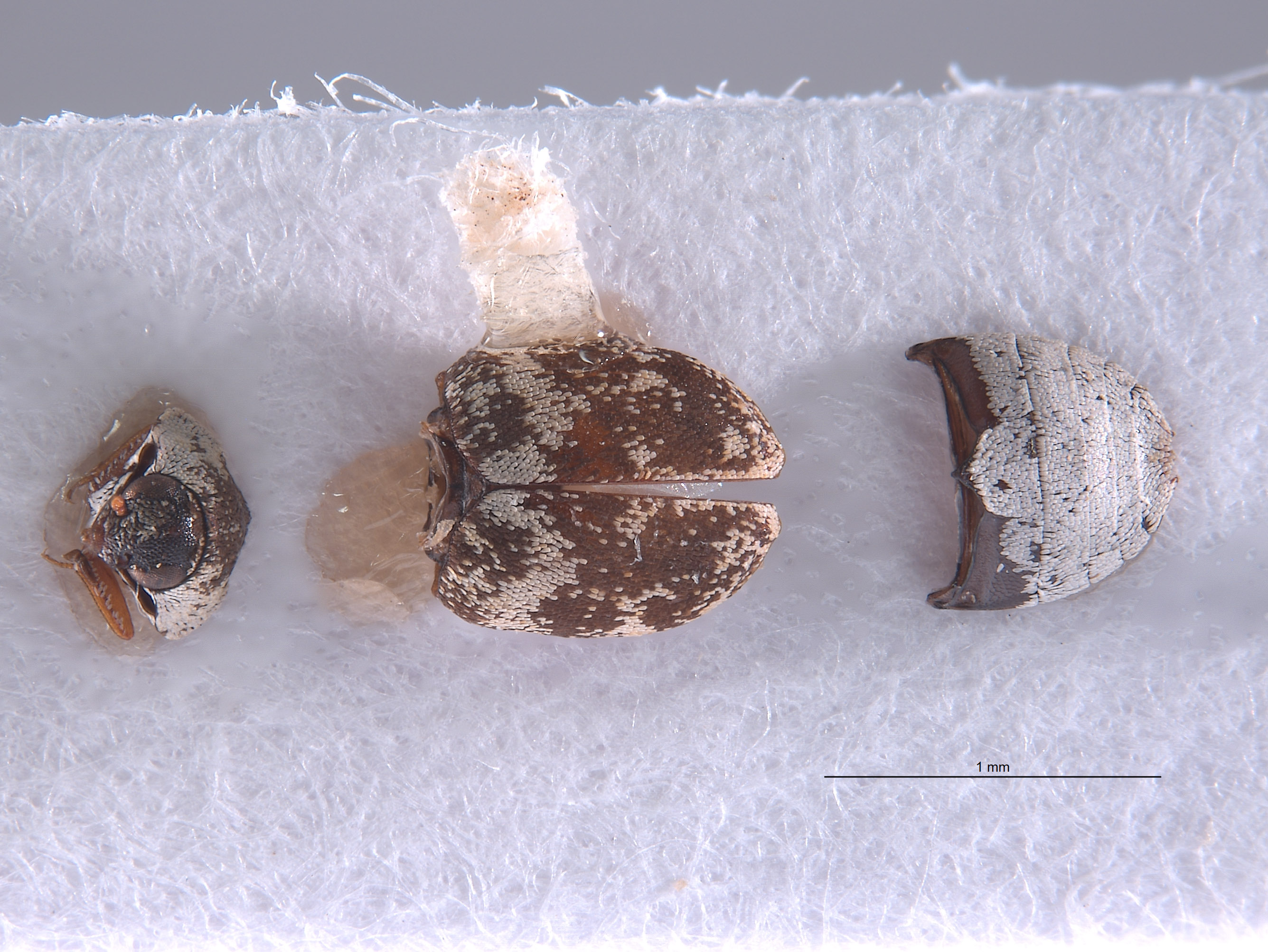 Anthrenus pulaskii image