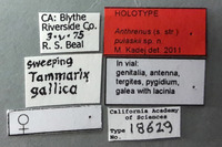 Anthrenus pulaskii image