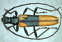 Image of Novantinoe decora