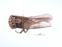 Nesocerus affinis image