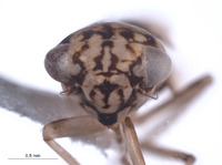 Nesocerus affinis image