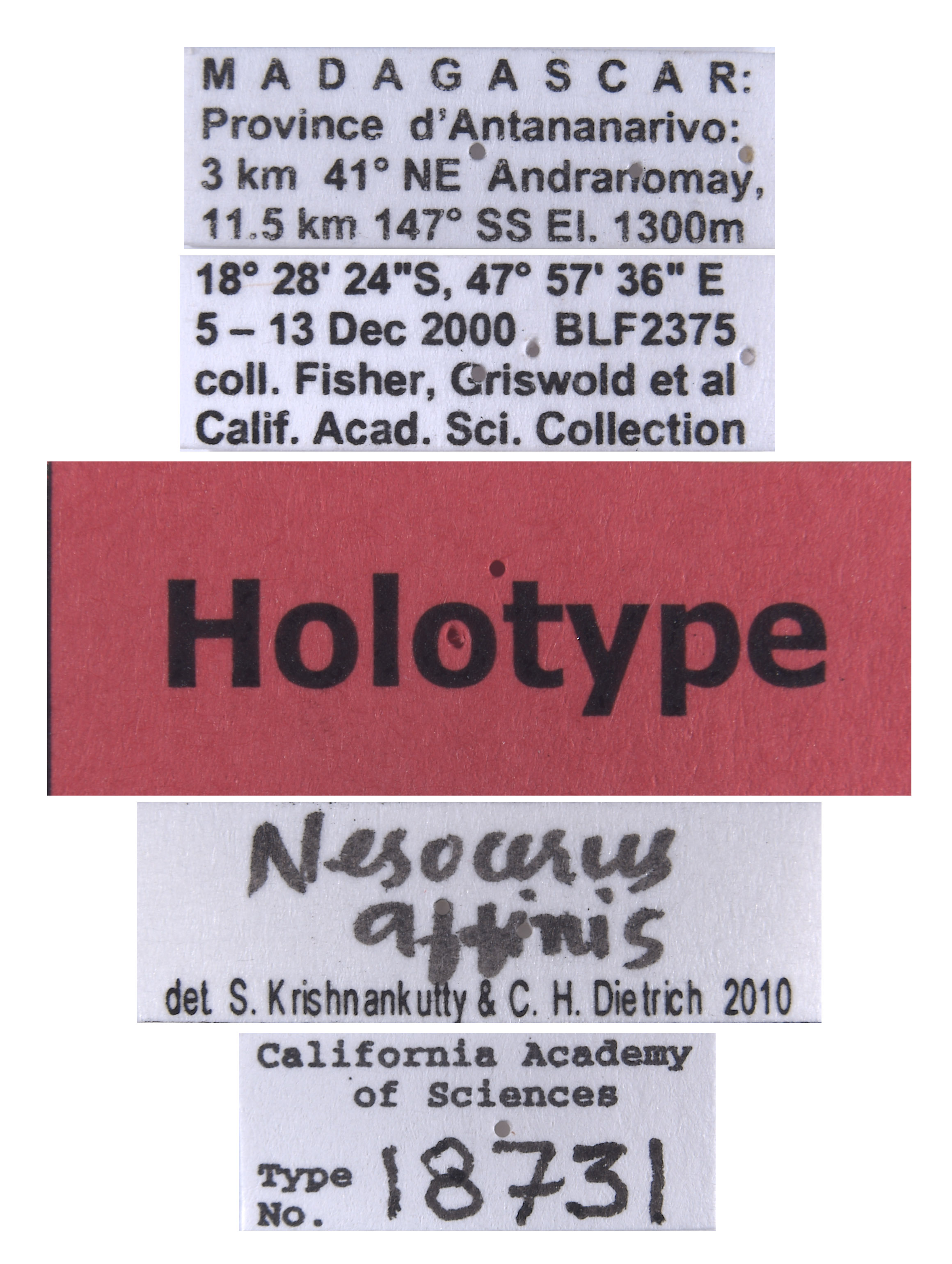 Nesocerus affinis image