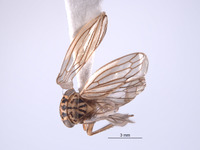 Image of Nesocerus angulatus