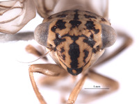 Nesocerus angulatus image