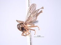 Nesocerus angulatus image