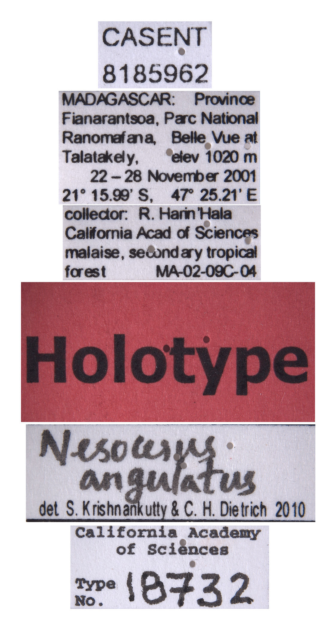 Nesocerus angulatus image