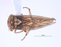 Nesocerus basiprocessus image