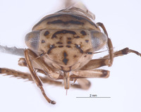 Nesocerus basiprocessus image