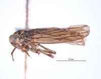 Nesocerus basiprocessus image