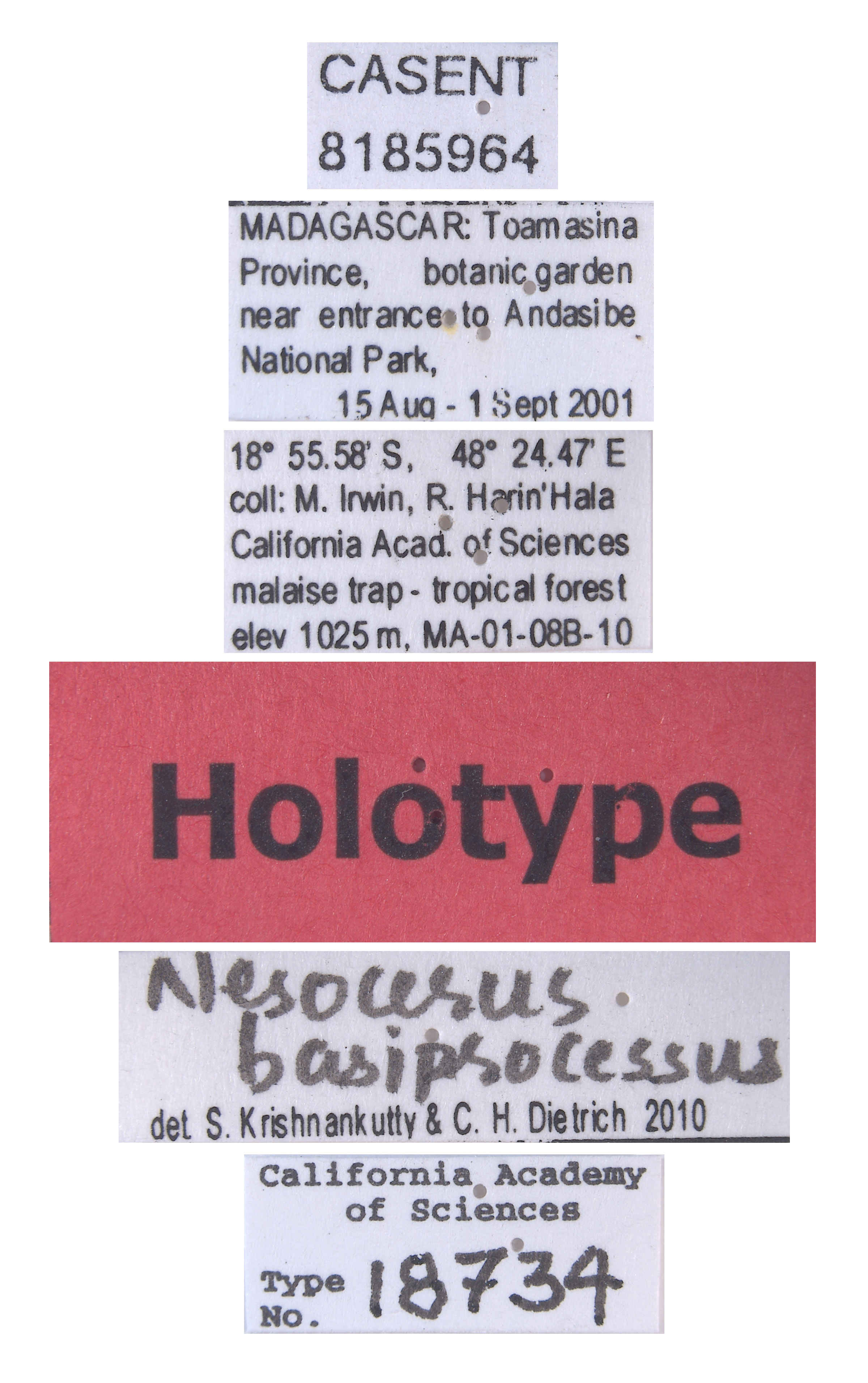 Nesocerus basiprocessus image