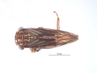 Nesocerus bifurcatus image