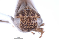 Nesocerus bifurcatus image