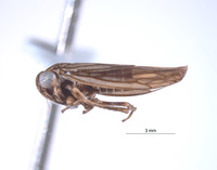 Nesocerus bifurcatus image