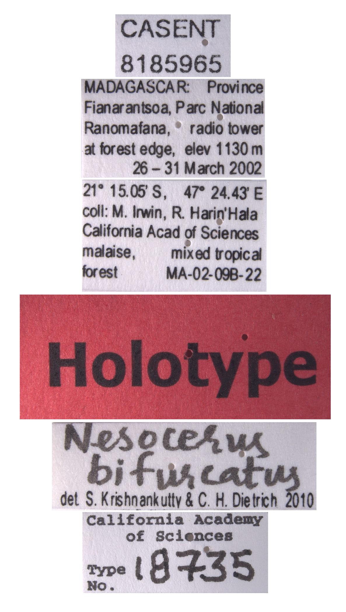 Nesocerus bifurcatus image