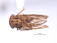Nesocerus brevipinguis image