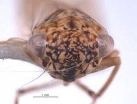 Nesocerus brevipinguis image