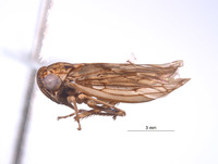 Nesocerus brevipinguis image