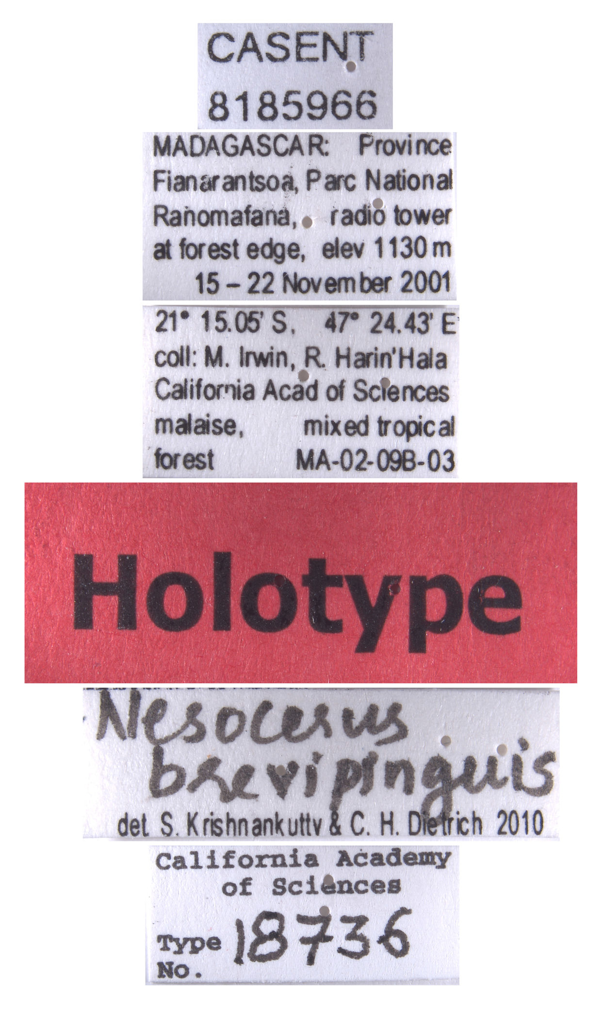 Nesocerus brevipinguis image