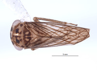 Nesocerus breviprocessus image