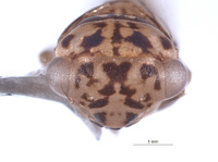 Nesocerus breviprocessus image