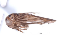 Nesocerus breviprocessus image