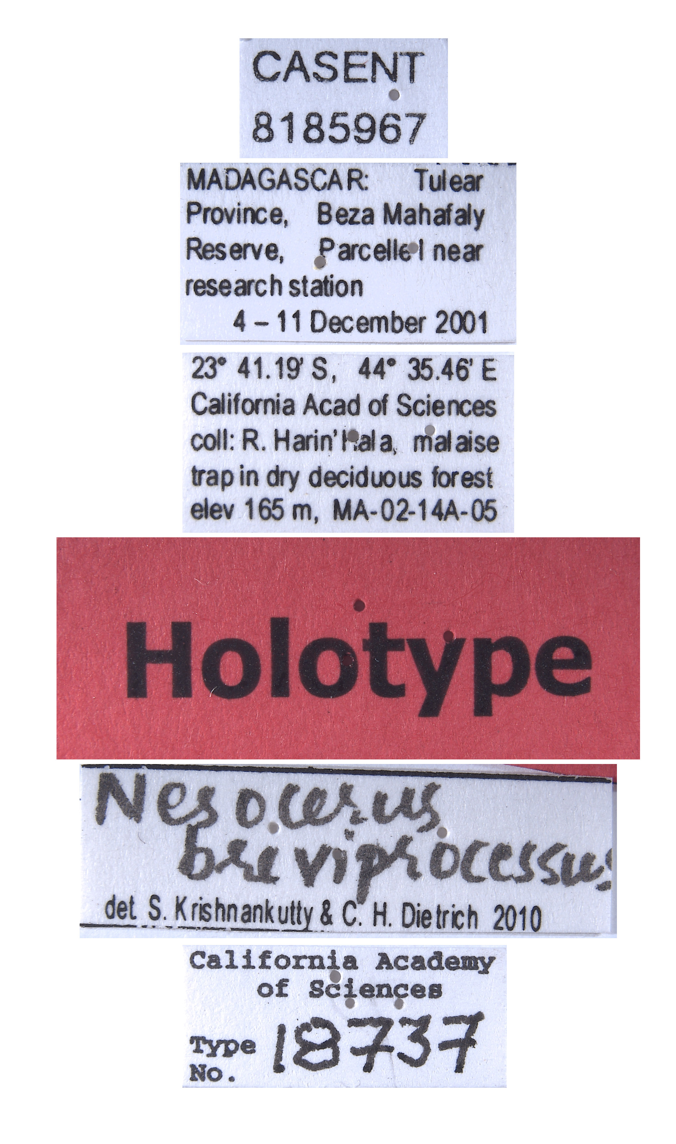 Nesocerus breviprocessus image