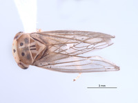 Nesocerus compressus image