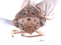 Nesocerus compressus image