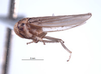 Nesocerus compressus image