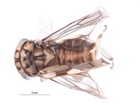 Nesocerus convolutus image