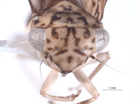 Nesocerus convolutus image