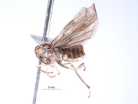 Nesocerus convolutus image