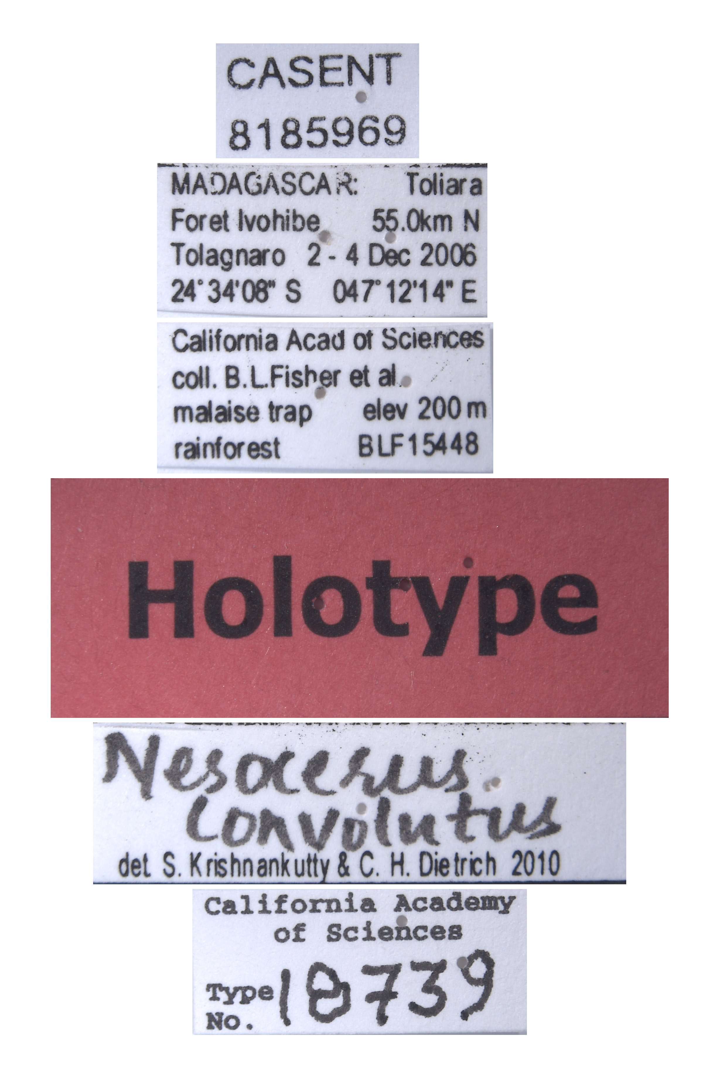 Nesocerus convolutus image