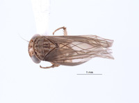 Nesocerus dorsalis image