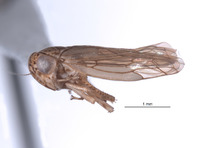 Nesocerus dorsalis image