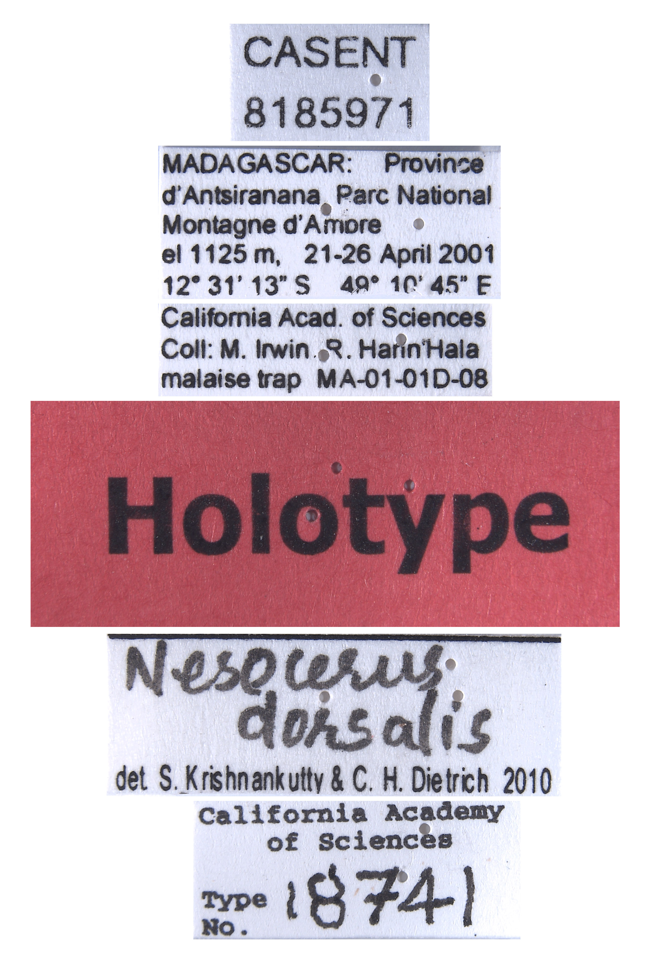 Nesocerus dorsalis image