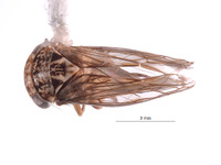 Nesocerus fasika image