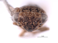 Nesocerus fasika image
