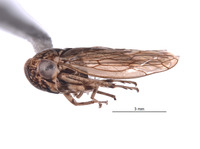 Nesocerus fasika image