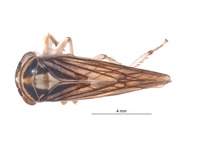 Nesocerus latus image