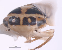 Nesocerus latus image