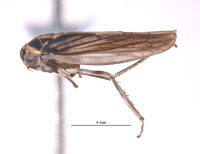 Nesocerus latus image