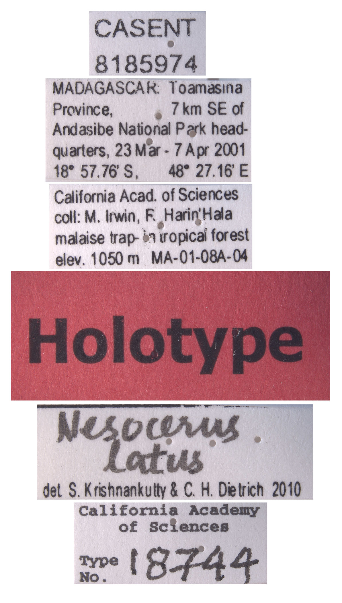 Nesocerus latus image