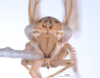 Nesocerus littoralis image