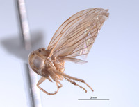 Nesocerus littoralis image