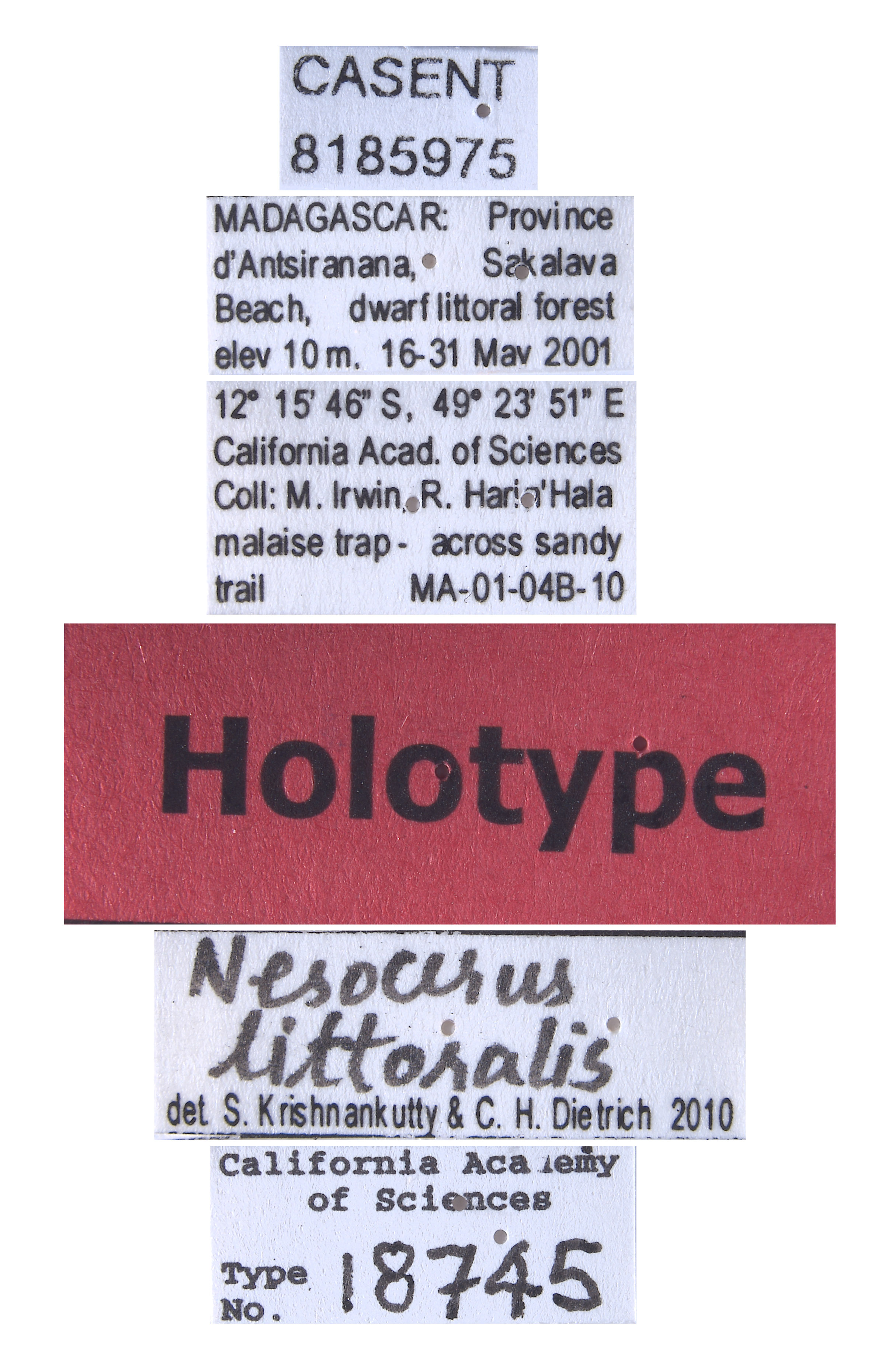 Nesocerus littoralis image