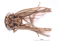 Nesocerus mananarensis image