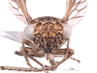 Nesocerus mananarensis image